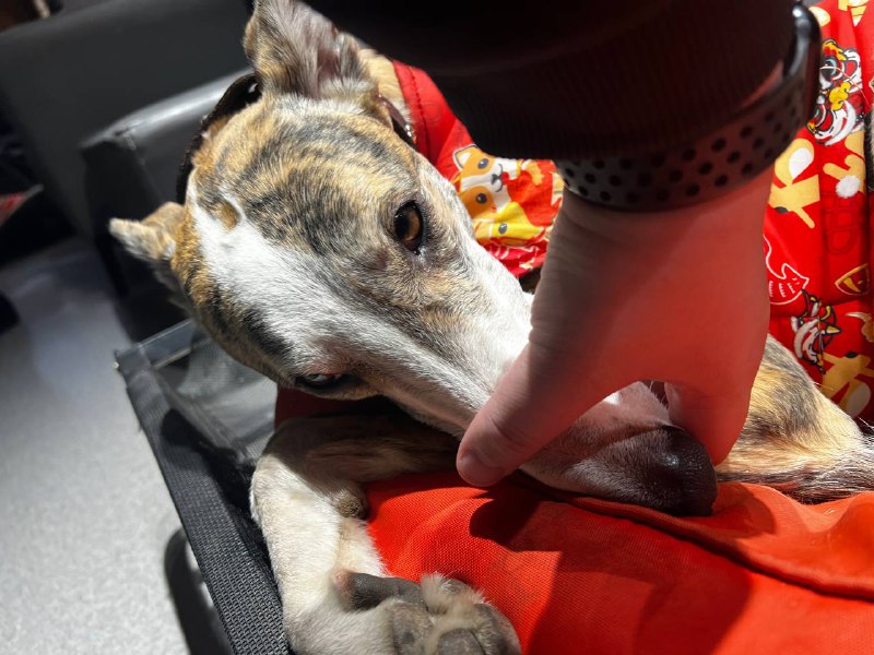 去狗咖玩了！捏了嘴筒子 开心去狗咖玩了！捏了嘴筒子 开心