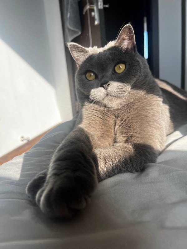 发点猫发点猫