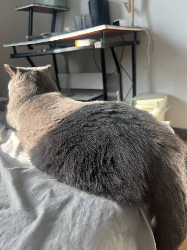 发点猫发点猫