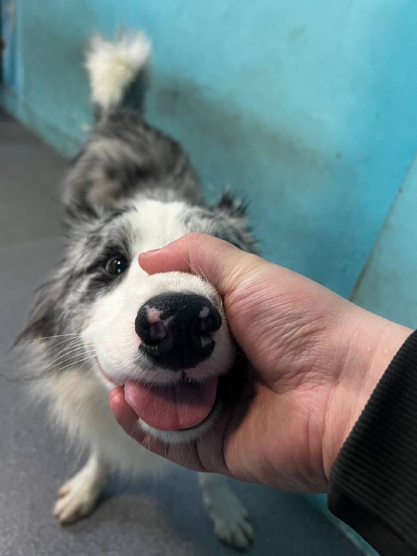 去狗咖玩了！捏了嘴筒子 开心去狗咖玩了！捏了嘴筒子 开心