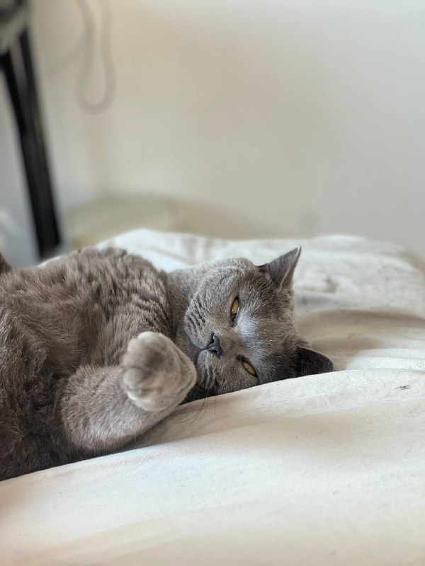 发点猫发点猫