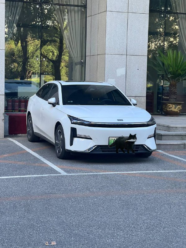 他趴在那里好乖哦……