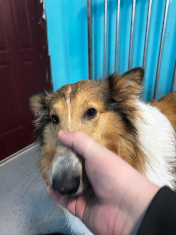 去狗咖玩了！捏了嘴筒子 开心去狗咖玩了！捏了嘴筒子 开心