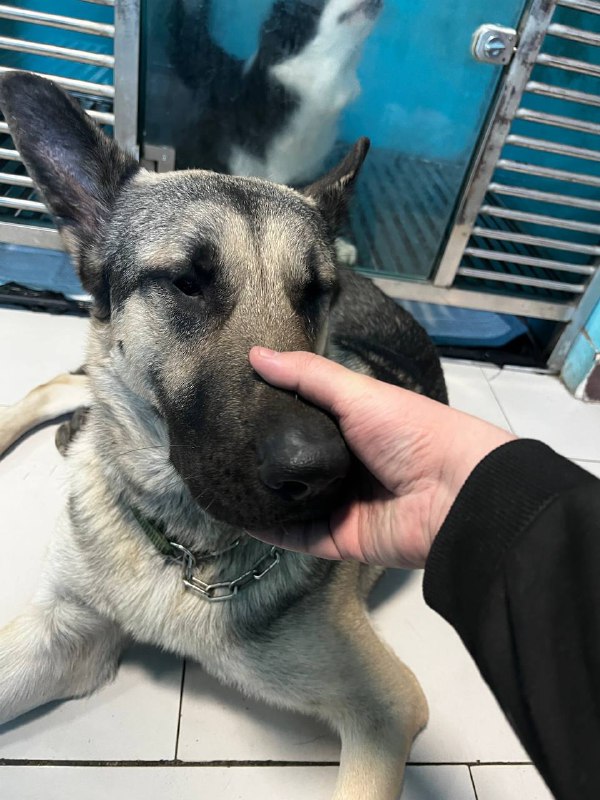 去狗咖玩了！捏了嘴筒子 开心去狗咖玩了！捏了嘴筒子 开心