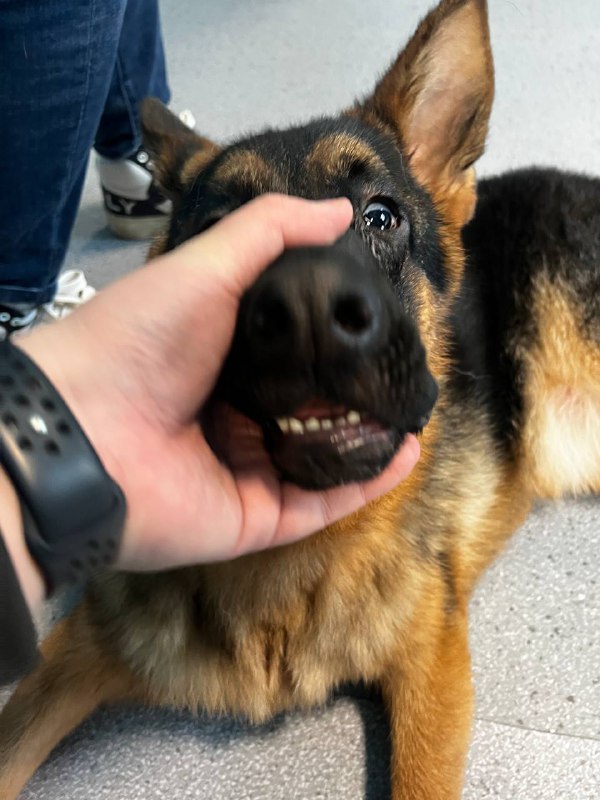 去狗咖玩了！捏了嘴筒子 开心去狗咖玩了！捏了嘴筒子 开心